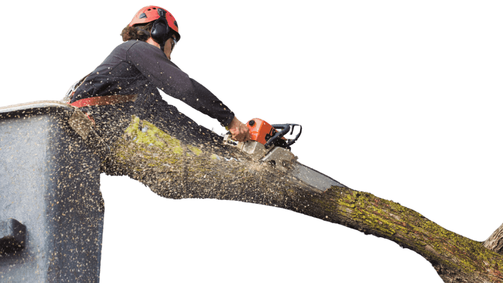 Mason Tree Service guy trimming up a tree branch