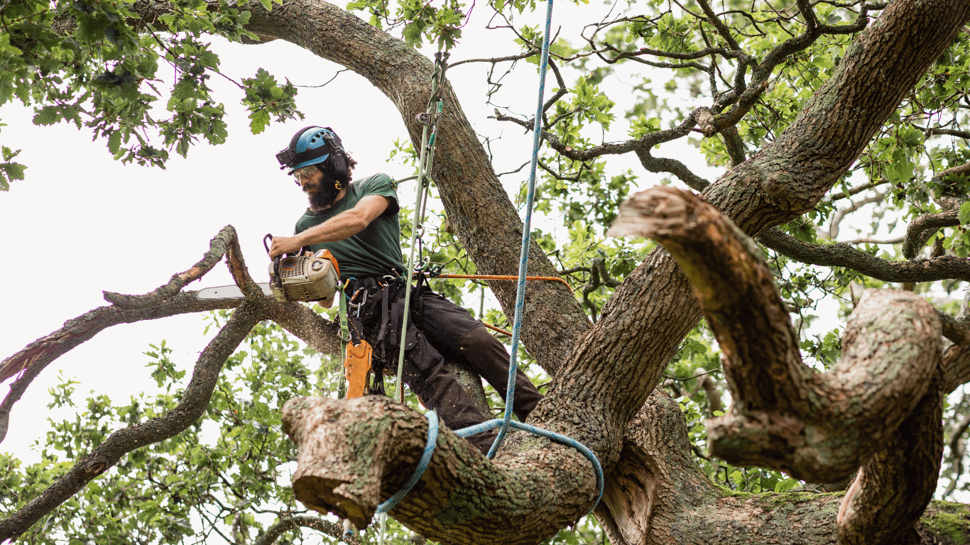 Tree Trimming in a larger tree in Mason, Ohio
