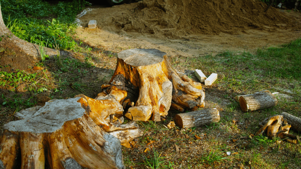 Trees removed in Mason, Ohio