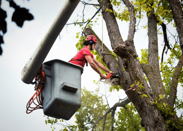 tree service professional in a boom truck trimming a tree